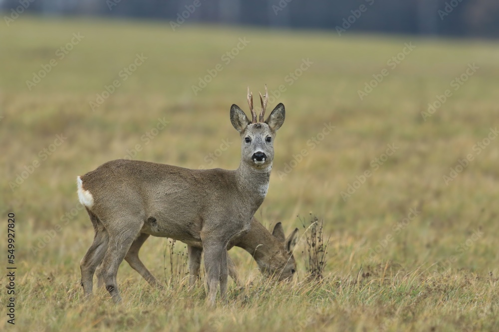 two roe deer grazin on the meadow. Capreolus capreolus. Wildlife scene from czech nature. two roe deer grazin on the meadow. Capreolus capreolus. Wildlife scene from czech nature.