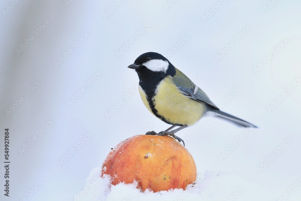 Obraz premium Garden bird Great tit, songbird sitting on the apple. little bird in winter garden, Wildlife scene from nature. Parus major