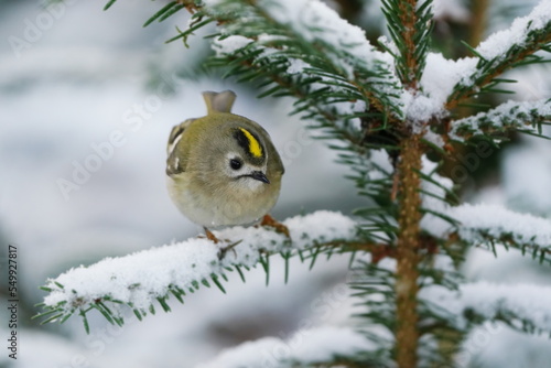 A cute goldcrest sitting on the spruce twig. Winter scene with smallest european songbird. Regulus regulus.