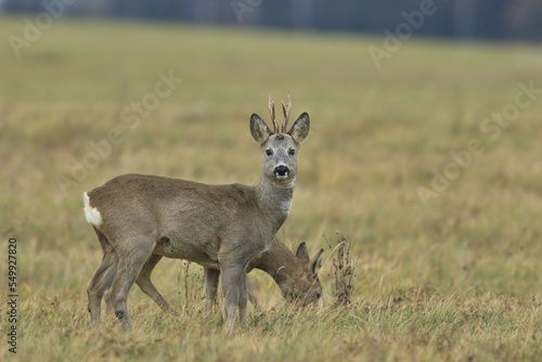 two roe deer grazin on the meadow. Capreolus capreolus. Wildlife scene from czech nature.  photo