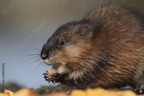 The muskrat (Ondatra zibethicus) in natural habitat. Wildlife scene from Czech. The muskrat sits on the ground and eats.