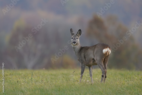 A roe standing on the meadow. Wildlife scene with a roe deer. Capreolus capreolus. 