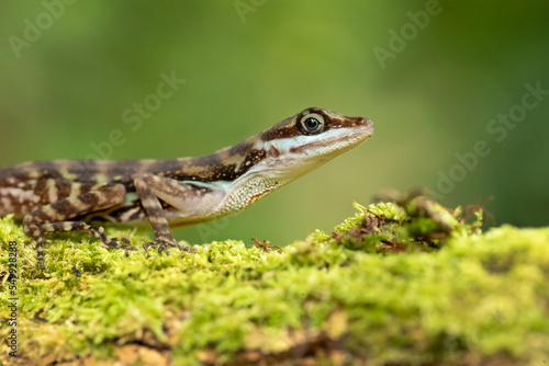 Anolis aquaticus, commonly known as the water anole, is a species of anole, a lizard in the family Dactyloidae, native to the western coast of Costa Rica
