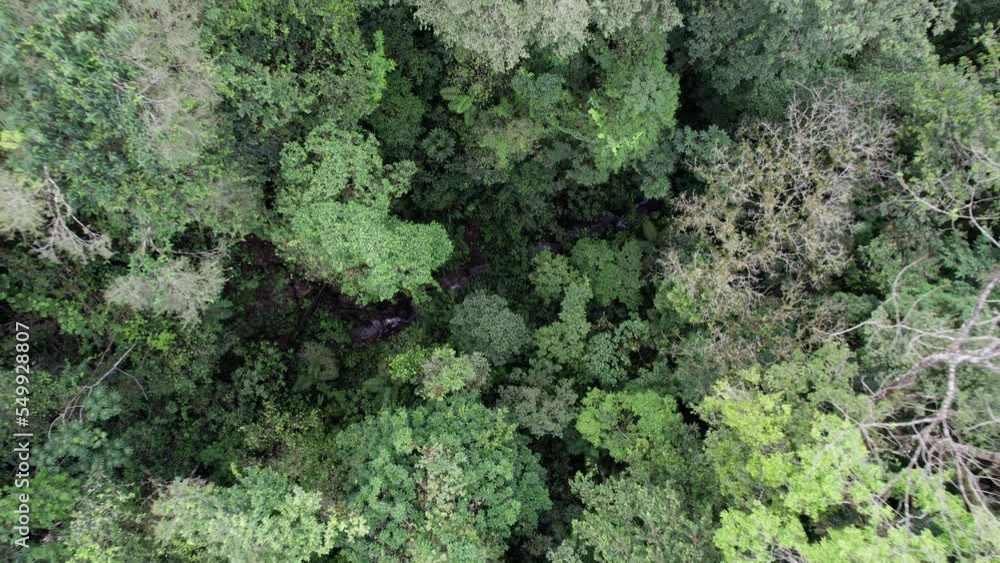 Jungle stream flowing between trees in lush rainforest, Costa Rica. Jungle stream flowing between trees in lush rainforest, Costa Rica.