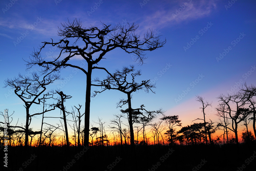 Dry tree and beautiful sky in the evening at Phu Kradueng National Park, Thailand.