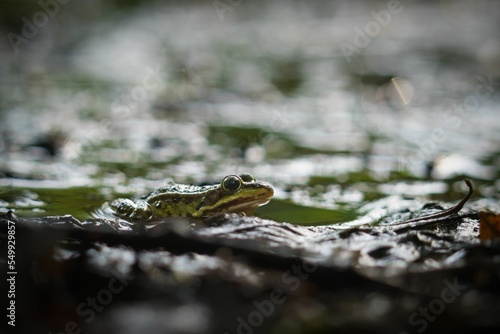 Selective focus shot of an Chiricahua leopard frog in a pond photo