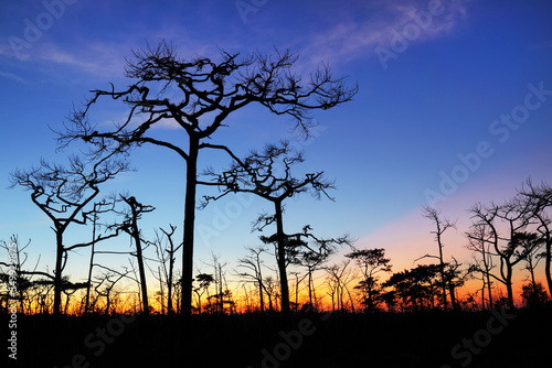 Dry tree and beautiful sky in the evening at Phu Kradueng National Park  Thailand.