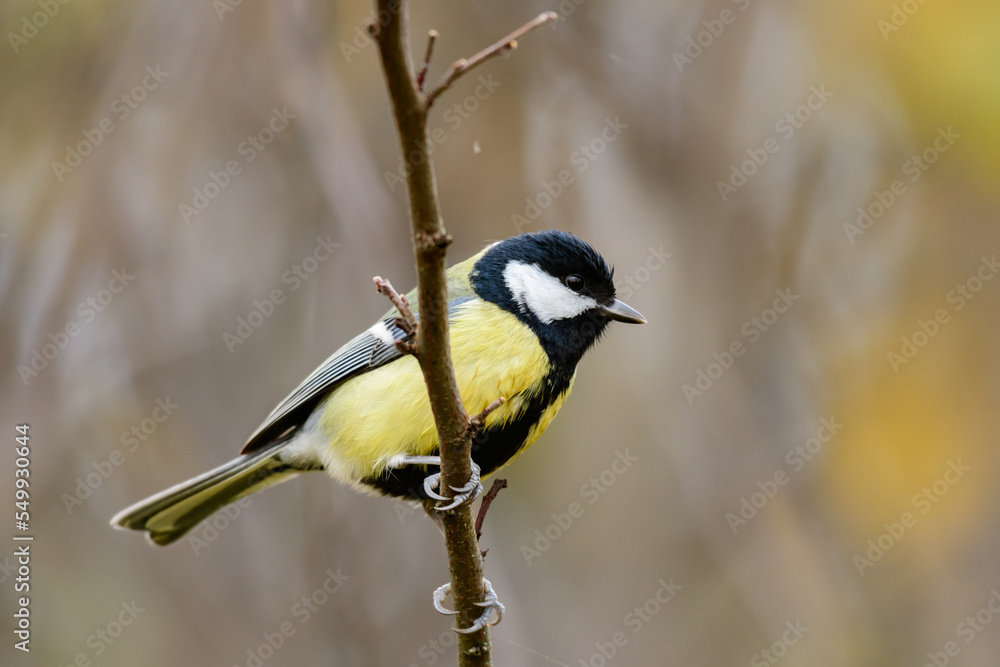 Fototapeta premium Great tit Parus major in the wild