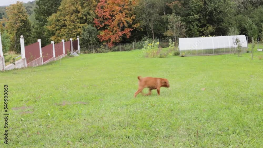 Dogue de Bordeaux puppy walking on the green grass. Large puppy of a red color of the French mastiff. Dogue de Bordeaux puppy walking on the green grass. Large puppy of a red color of the French mastiff.