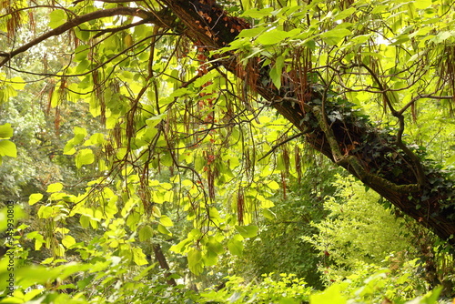 Autumn trees in the park with colorful leaves.
