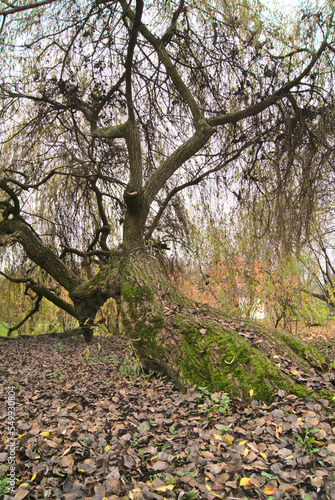 Autumn trees in the park with colorful leaves.
