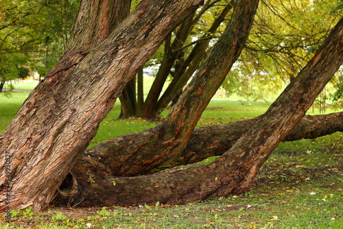Autumn trees in the park with colorful leaves.
