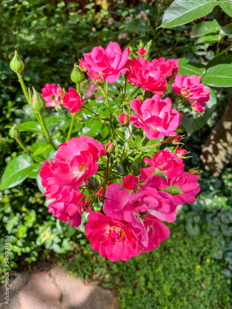 Tea Rose Tea Rose