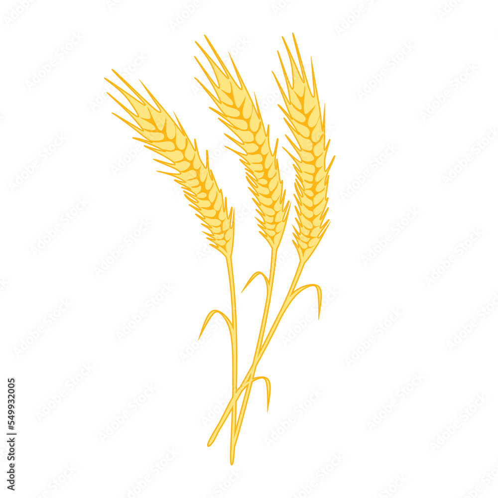 Yellow ripe spikelets of wheat and flat wheat grain isolated on white background. spikelets with grains flat colorful vector illustration Yellow ripe spikelets of wheat and flat wheat grain isolated on white background. spikelets with grains flat colorful vector illustration