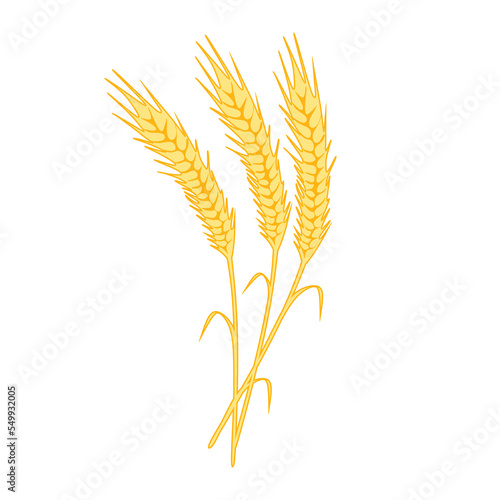 Yellow ripe spikelets of wheat and flat wheat grain isolated on white background. spikelets with grains flat colorful vector illustration