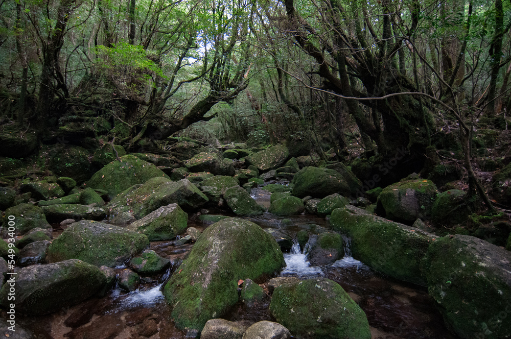 Nature of Yakushima Nature of Yakushima