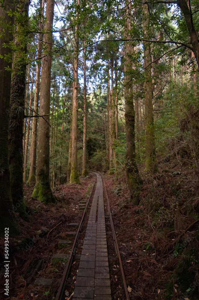 Nature of Yakushima Nature of Yakushima