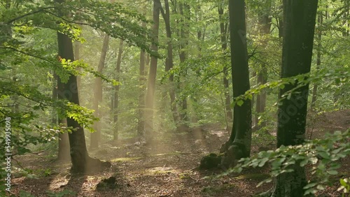 Fairytale light rays inside the forest. Warm sunset light in the forest. Sunrays inside the forest