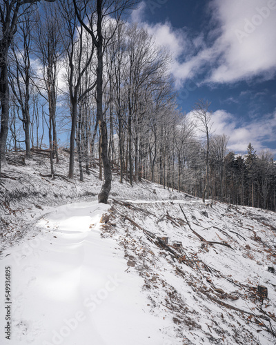 Nice winter scene covered w...