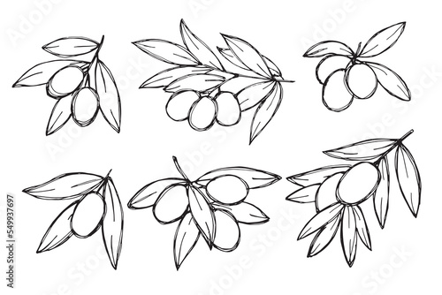 Vector sketch of olive branch. Hand drawn outline clipart set. Eco food illustration