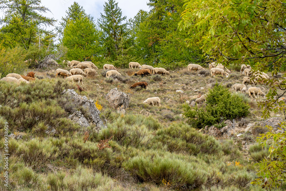 Flock of sheep graze on the a pasture in the highlands, in the fall, against the rock and trees background. French sheeps Flock of sheep graze on the a pasture in the highlands, in the fall, against the rock and trees background. French sheeps