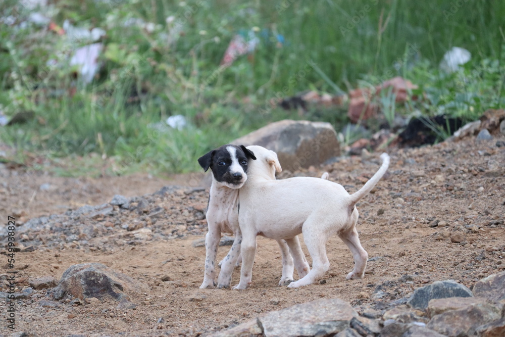 cute tiny puppies sharing love cute tiny puppies sharing love
