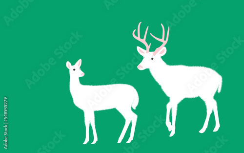 Fototapeta Naklejka Na Ścianę i Meble -  White-tailed deer - deer family. Deer in various poses. vector illustration