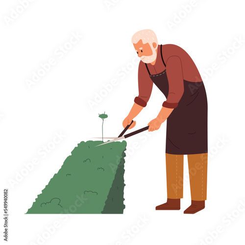 Elderly man gardener cutting bushes with big scissors. Old male character in apron landscaping and taking care of plants. Gardening concept. Flat vector illustration isolated on white background