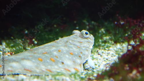 Closeup of a European plaice fish, laying on the bottom of an ocean, with sea plants surrounding it photo