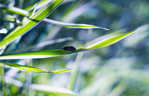 A black beetle on a grass leaf