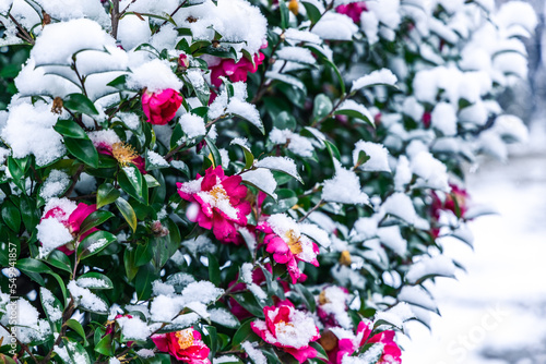 Wallpaper Mural 冬の寒椿 Torontodigital.ca