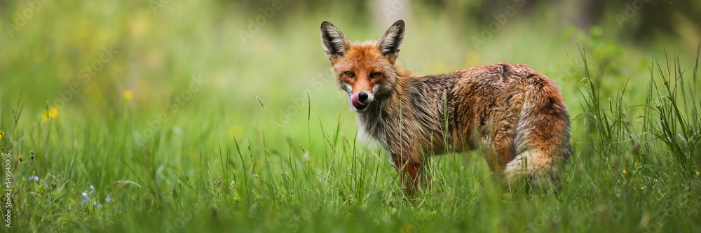 Red fox, vulpes vulpes, observing on fresh grassland with space for text. Orange predator licking mouth on meadow. Wild mammal standing on green wilderness in summer.