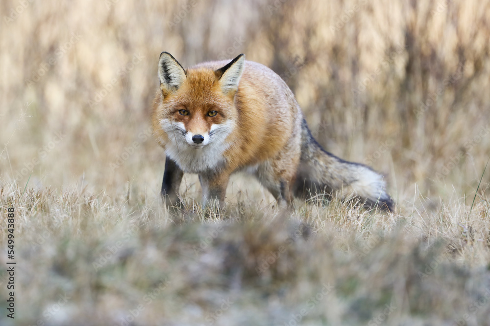 Obraz premium Red fox, vulpes vulpes, approaching on dry meadow in autumn nature. Furry mammal looking to the camera on field. Orange predator walking on pasture in fall.