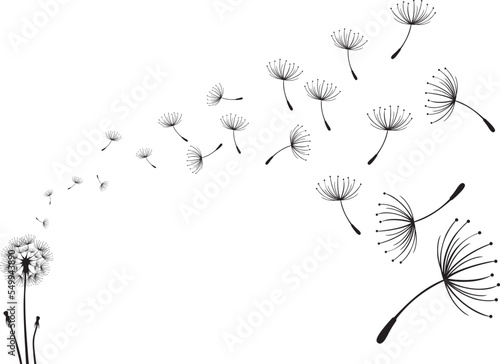 Vector illustration dandelion seed blown in the wind
