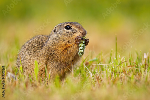 European ground squirrel, spermophilus citellus, holding grain in hands on field. Souslik feeding with steam on green meadow. Brown rodent eating grass on pasture.
