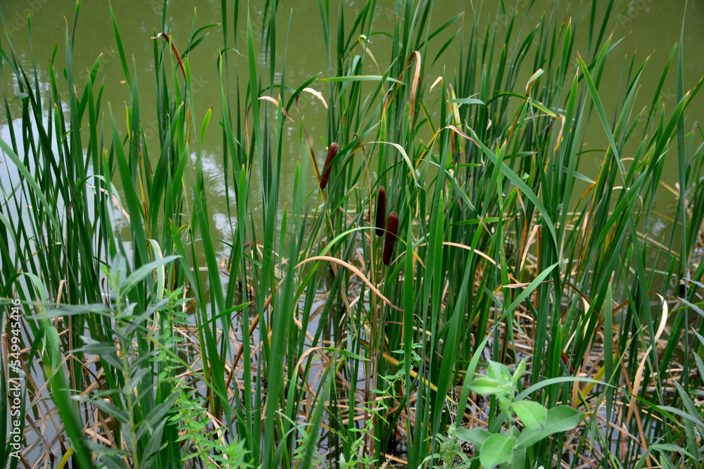 Fototapeta premium group of reeds with green stems on the coast of the pond, close-up