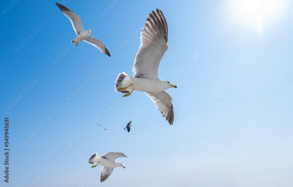 Flying seagulls over blue sky.