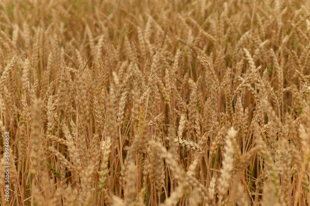 Golden ears of wheat sway in the wind Golden ears of wheat sway in the wind