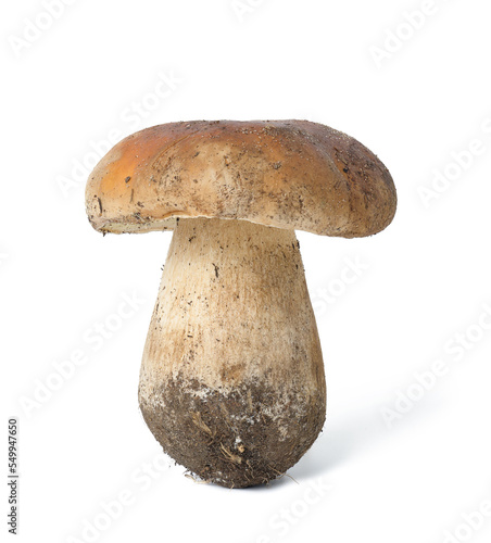 Fresh forest white mushroom with root isolated on a white background