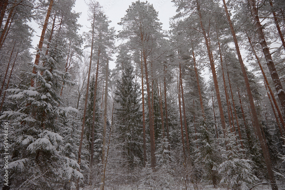 Winter scenery with pine forest in snow, selective focus Winter scenery with pine forest in snow, selective focus