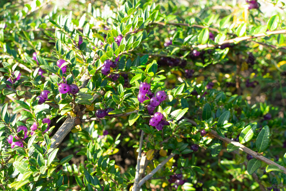 Evergreen Lonicera Pileata, Box Leaved Honeysuckle or Privet Honeysuckle Purple Berries Evergreen Lonicera Pileata, Box Leaved Honeysuckle or Privet Honeysuckle Purple Berries