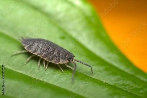 Fotografie Closeup of Porcellio scaber, a common rough woodlouse on a leaf.