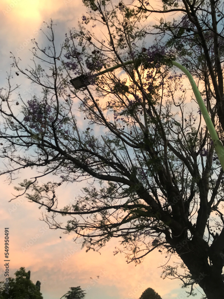 sunset in the forest