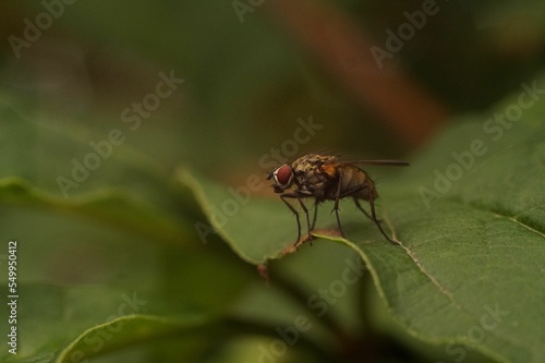 Closeup of Hylemya nigrimana on a green leaf. photo