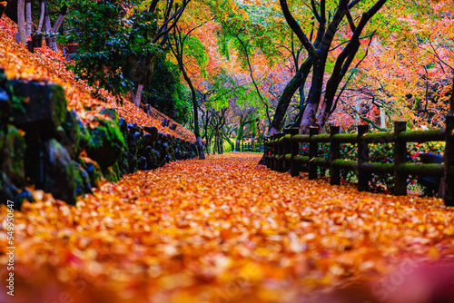 Wall Mural Colorful autumn leaves on a rainy day at Kitano Tenmangu Shrine in Kyoto, Japan