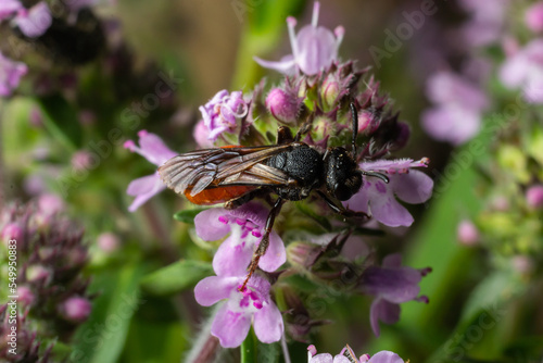 Closeup of nice red colored cleptoparasite bloodbee , Sphecodes albilabris