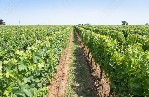 Vineyard in Saint Emilion, France