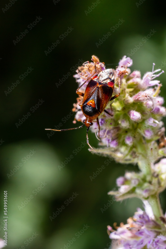 Closeup on a small Mirid bug, Deraeocoris ruber , hanging on a green leaf in the garden Closeup on a small Mirid bug, Deraeocoris ruber , hanging on a green leaf in the garden