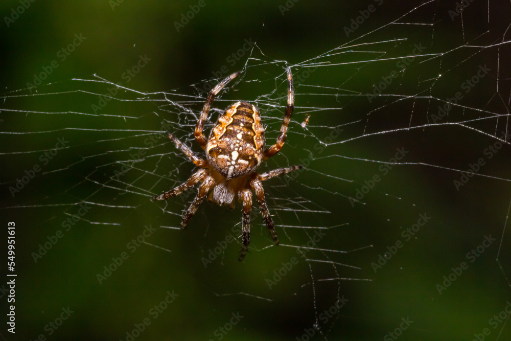 Baby spider Araneus diadematus on the web, summer sunny day natural environment