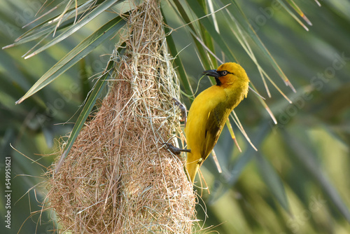 Spectacled Weaver (Ploceus ocularis) building a neat, finely woven nest photo